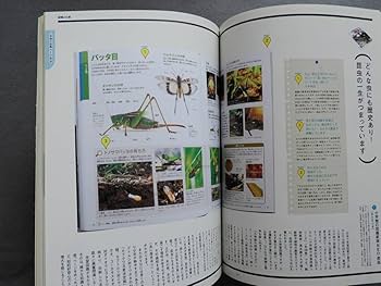 Amazon.co.jp: ケトル 辞書と図鑑が大好き 高橋源一郎 新明解